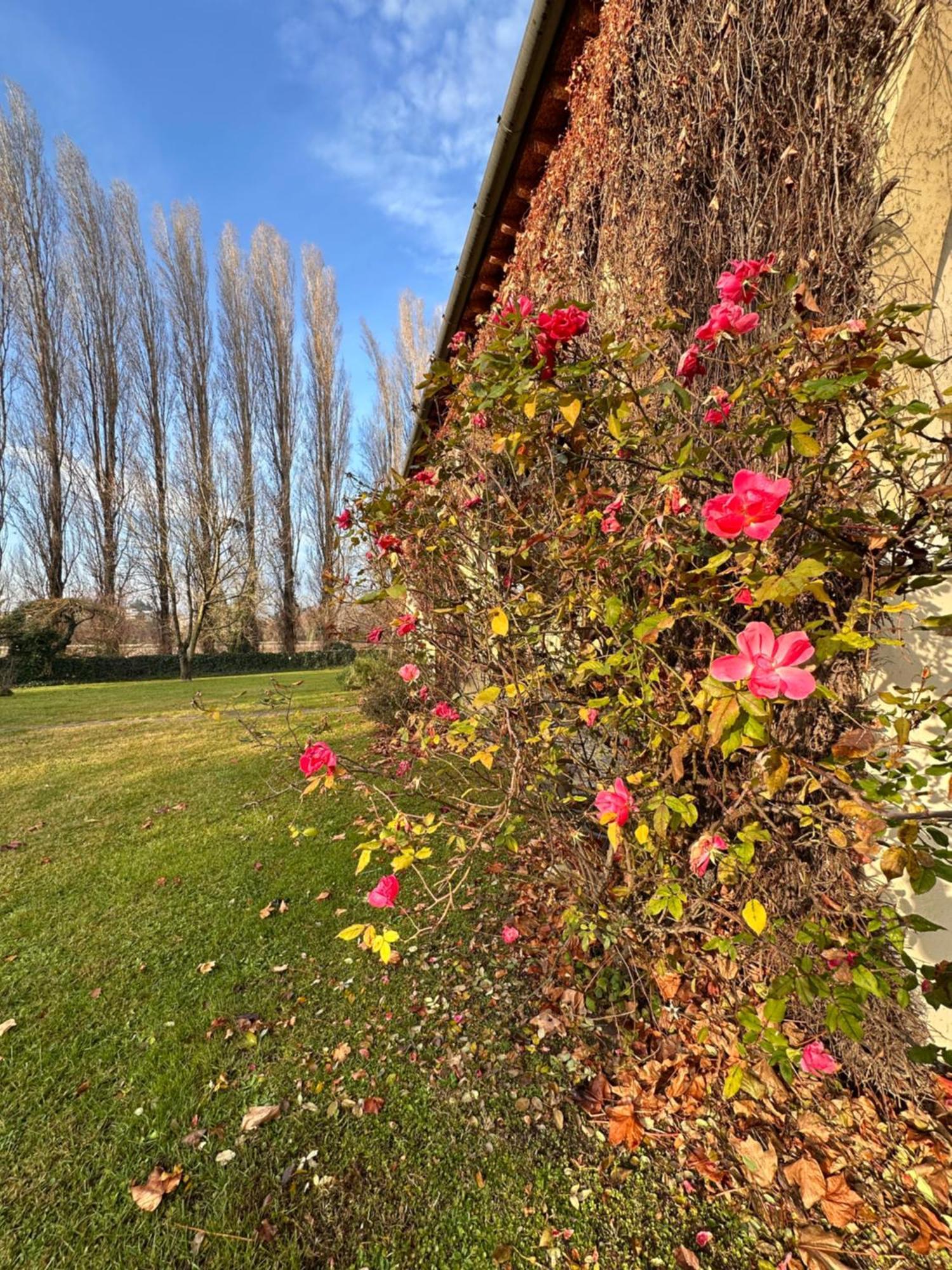 B&B Villa Gradenigo Lancenigo Buitenkant foto